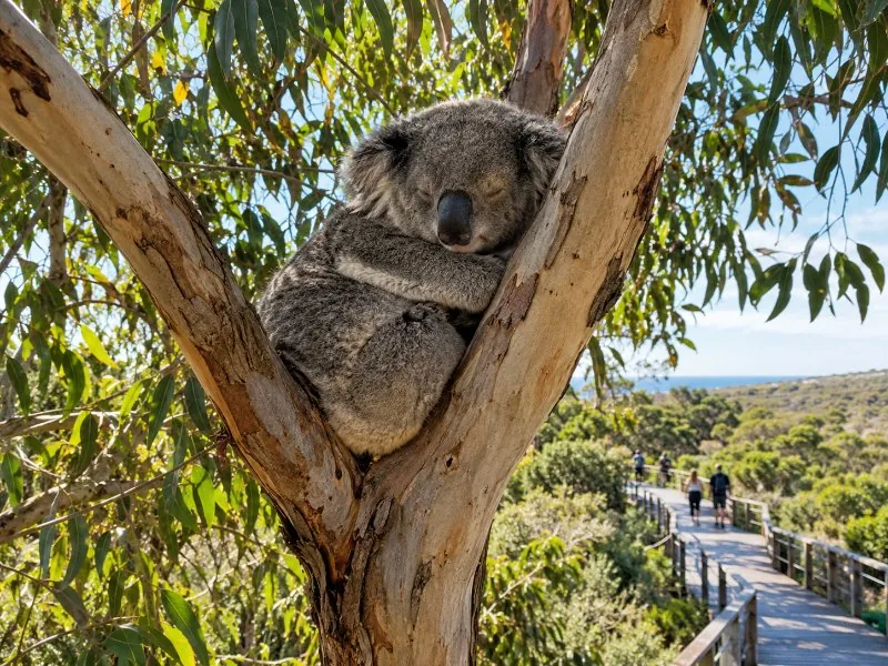 Pinnacles, Yanchep & Swan Valley Tagestour